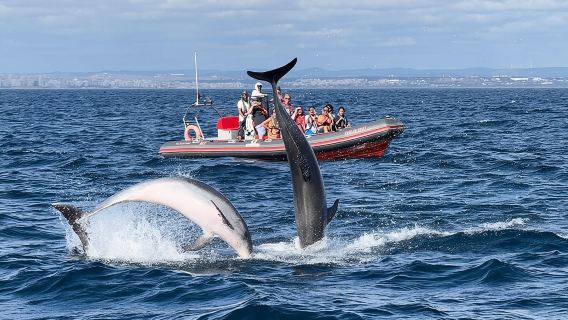 Albufeira: tour dei delfini e delle grotte