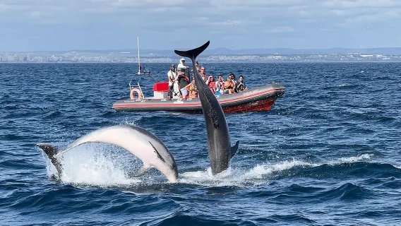 Albufeira: tour dei delfini e delle grotte