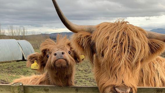 Excursión privada a las Tierras Altas de Escocia desde Edimburgo