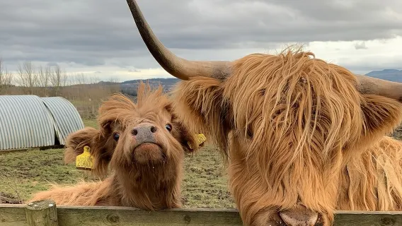 Tur Pribadi Dataran Tinggi Skotlandia dari Edinburgh