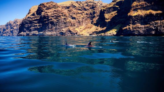 5 hour whale and dolphin watching on an eco-catamaran