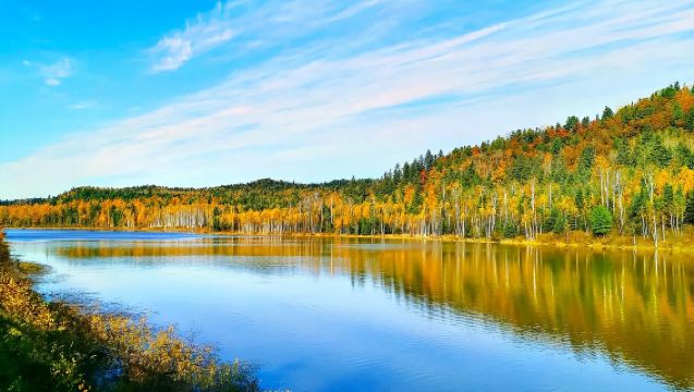 伊春+金山鹿苑+五營紅松景區一日遊【獨立包車、純玩 無購物】