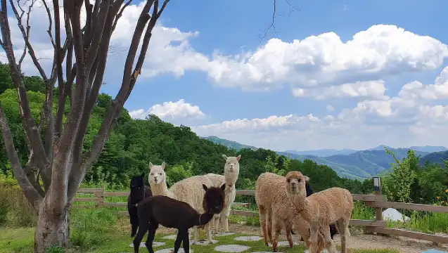 娜美+羊駝+晨靜花園（+鐵路自行車選項）
