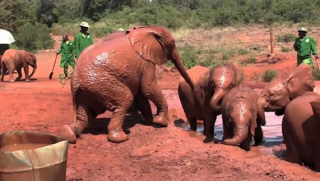 ทัวร์ครึ่งวันที่สถานสงเคราะห์ช้างเดวิด เชลดริก ในไนโรบี