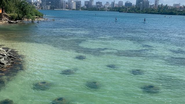 Snorkeling Guided Tour Experience in Condado Lagoon