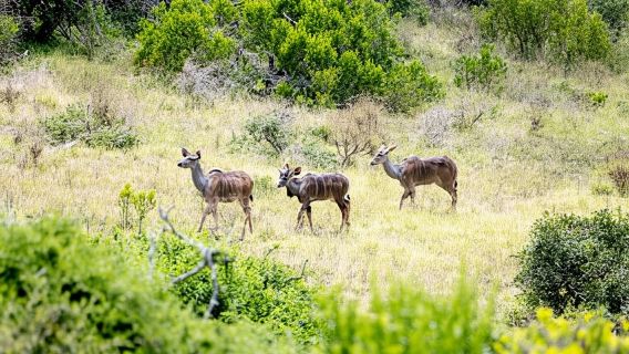 Addo Elephant National Park All Inclusive Full-Day Safari