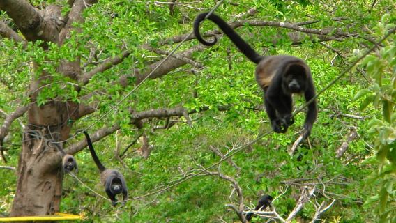 Rincón de la Vieja: sentiero escursionistico delle sorgenti termali e delle 3 cascate