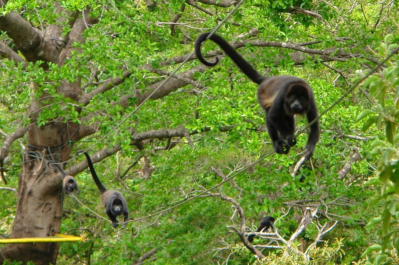 Rincón de la Vieja: Wanderweg zu heißen Quellen und 3 Wasserfällen