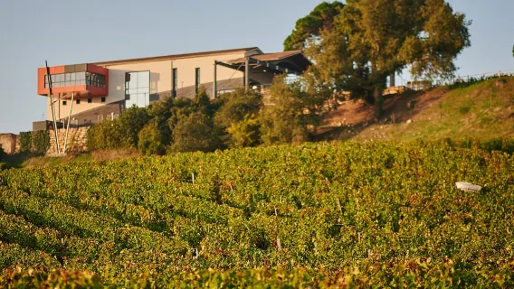 Saint-Émilion: Tham quan và nếm rượu vang Grand Cru Classé