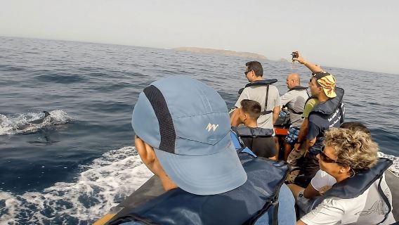 Peniche: Paseo en barco por la ruta de los delfines