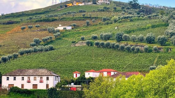 Oporto: Recorrido por el valle del Duero con 3 bodegas y almuerzo