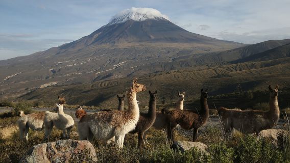 Tour in the National Reserve of Salinas and Aguada Blanca