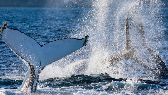 シドニー:ホエールウォッチングアドベンチャークルーズ - クジラ発見保証!