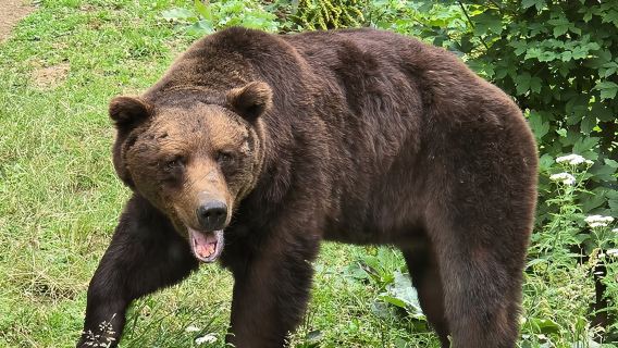 Bear Watching in The Wild from Brasov (100 %)