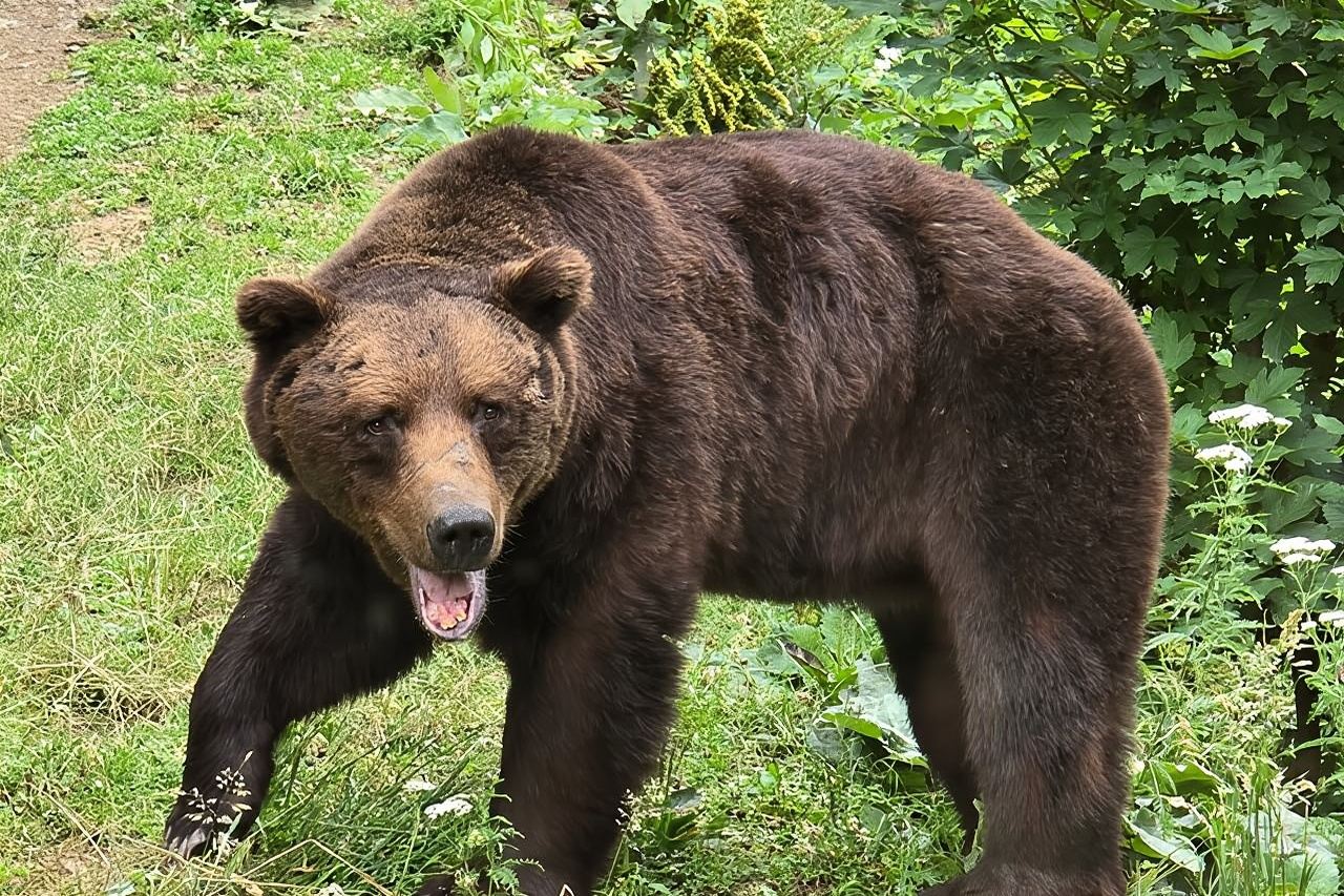 Avistamiento de osos en libertad desde Brasov (100 %)