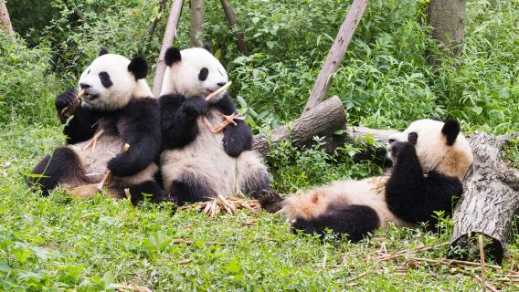 Private Half-day Chengdu Panda Breeding Center Tour