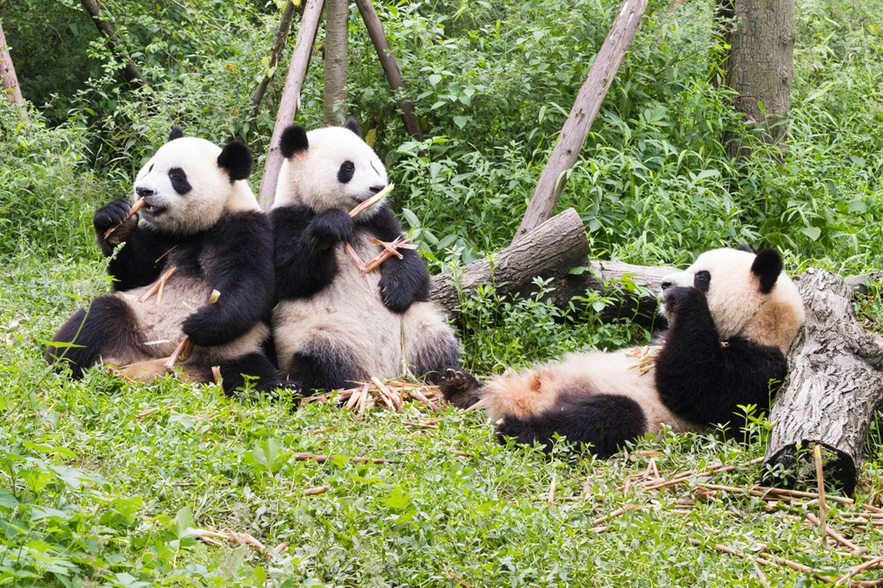 Private Half-day Chengdu Panda Breeding Center Tour