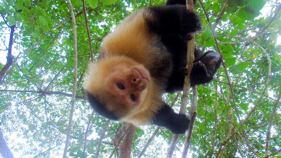 Gatun Lake Wildlife Tour from Panama City