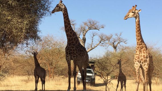 Su chófer y guía turístico privado en Senegal - Reserva de Bandia