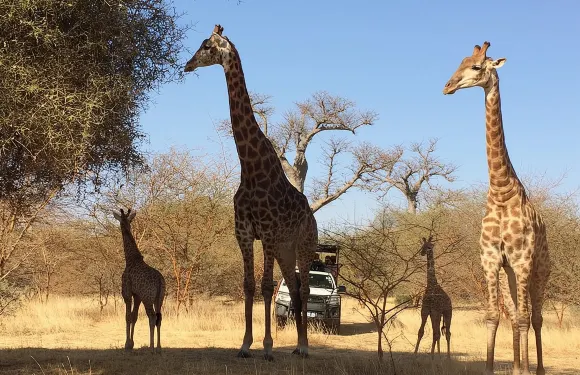 塞內加爾班迪亞保護區私人司機及導遊服務