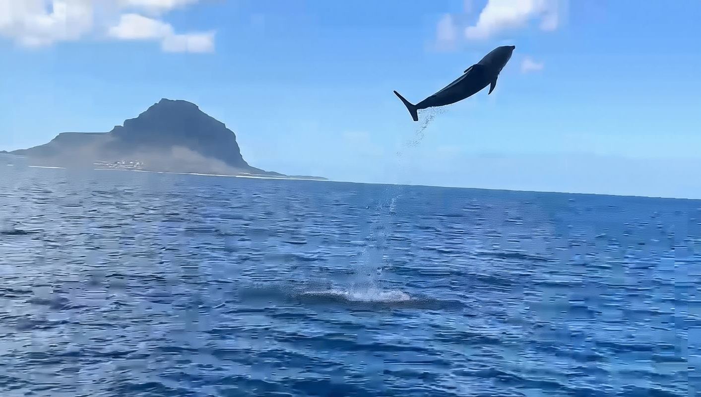 Mauritius Speedboot-Delfinjagd + Siebenfarbige Erde + Casela Nature Park Tagesausflug