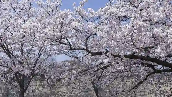 日本大阪天保山摩天輪+聖瑪利亞號帆船【普通話專車-舒適純淨】