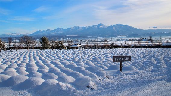 JR PASS Sapporo-Furano Area Rail Pass 4-day (e-ticket)