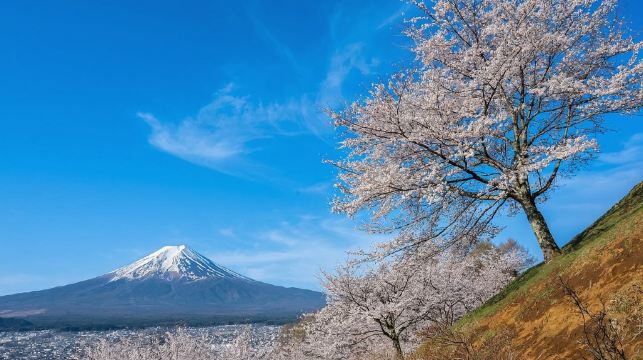 [櫻花季賞櫻]日本東京富士山一日遊【可選9人精品團/酒店上門接送|中文服務|新倉山淺間公園/河口湖大石公園/日川時計店/忍野八海】