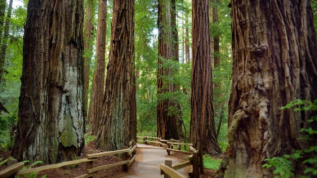 San Francisco Excursion: Guided Tour to Muir Woods and Sausalito