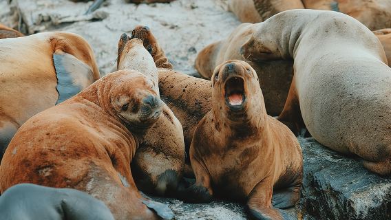 Прогулка по проливу Бигля в Ушуайе на яхте