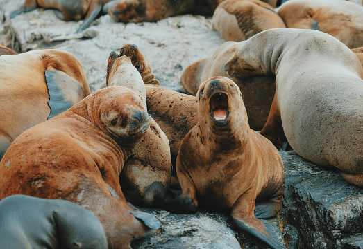Sailing Ushuaia Beagle Channel by Yacht: Wildlife, Lighthouse and Travel Tips