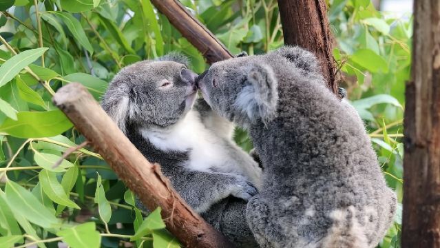 Classic Kuranda by Skyrail and Scenic Railway, Rainforestation & lunch. CKB