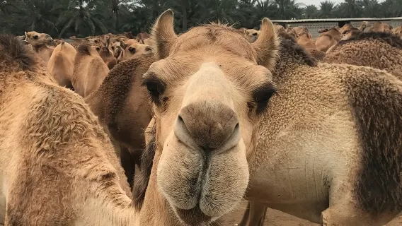 바레인 풀데이 관광 투어