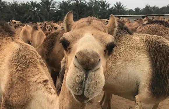 巴林全日觀光遊