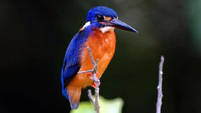 1-Hour Daintree River wildlife cruise