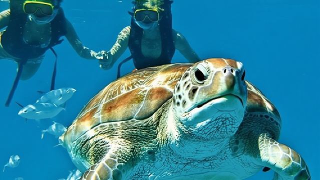 2 Hours Turtle Feeding, Shipwreck & Reef Snorkeling Tour Barbados