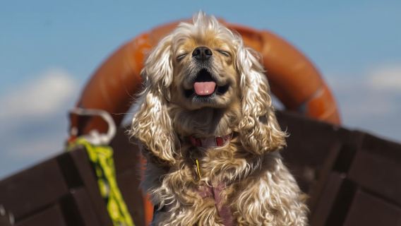 Albufera de Valencia: paseo en barco y visita a una barraca