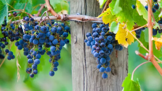 Thung lũng Yarra và dãy núi Dandenong: Tour xe buýt ngắm cảnh và ăn trưa