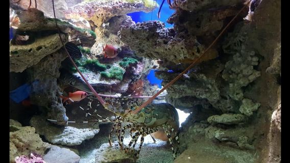 Noumea: Aquarium of the Lagoon & Hop-On Hop-Off Bus - HOHO