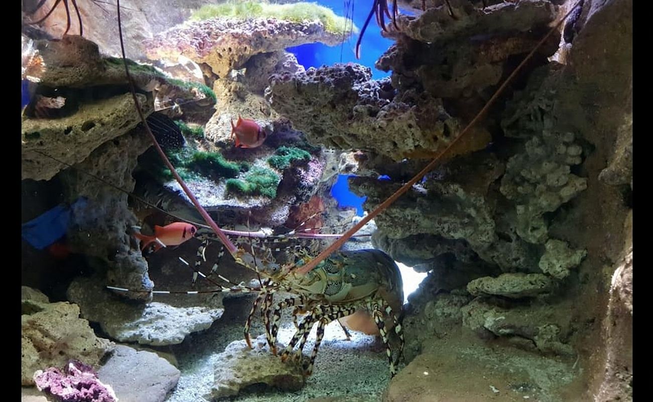 Noumea: Acuario de la Laguna y autobús turístico - HOHO