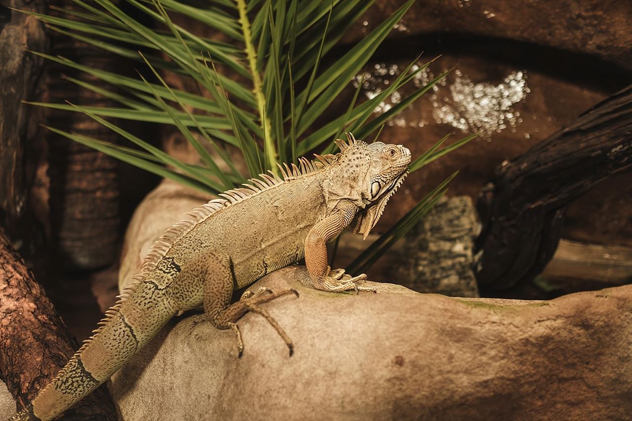 Mallorca: Marineland Tickets with Transfers from the North