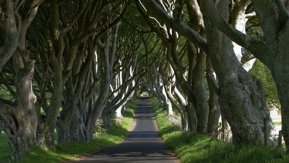 Desde Belfast: Calzada del Gigante, Castillo de Dunluce y Dark Hedges