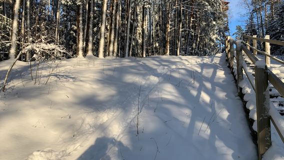 Desde Riga: paseo en trineo tirado por perros o en karts