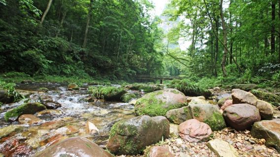 однодневный тур по национальному парку Чжанцзяцзе, золотой ручей Цзиньбяньси и галерее Шили