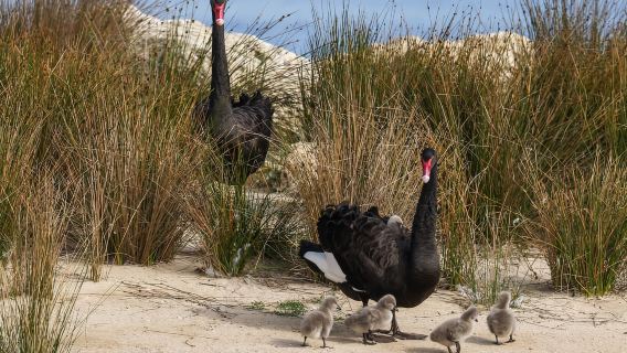 Tour Đạp Xe Có Hướng Dẫn Khám Phá Địa Điểm Nổi Bật & Bờ Biển Perth