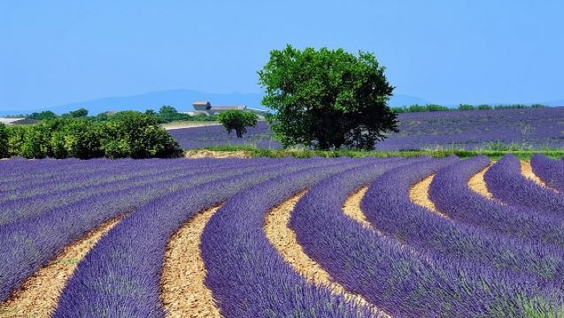 Lavender Full-Day tour to Valensole from Marseille