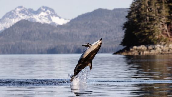 시트카 최고의 현지 고래 관찰 및 해양 야생동물 투어