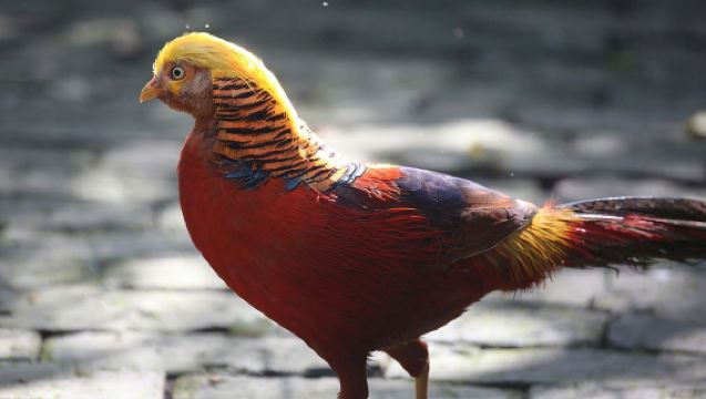 【精品小團】西安秦嶺四寶科學公園一日遊丨小車接送+車費+門票