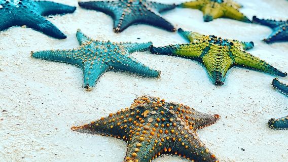 Playa Estrella de Mar; La Roca; Playa Paje; Bosque de Jozani; Cueva de Salaam