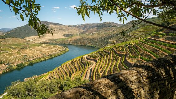 Private Douro Valley Tour: Boutique Winerie & River Cruise